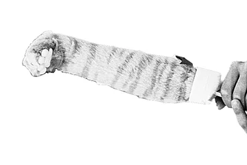 「猫ニャンぼー」大ヒット