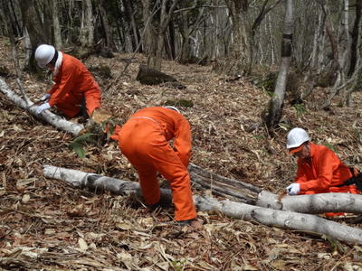 長野県志賀高原「バンダイナムコの森」で2014年春の保全活動を実施