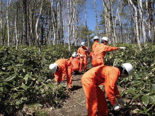Forest Management Activities in Spring 2013 at “Forest of BANDAI NAMCO” in Shiga Kogen, Nagano Prefecture