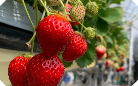 ビーム・サーベル～プラズマ農業プロジェクト