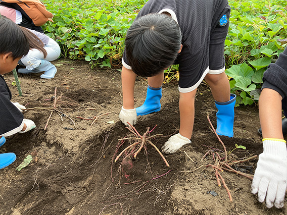 さつまいもと落花生の収穫体験2